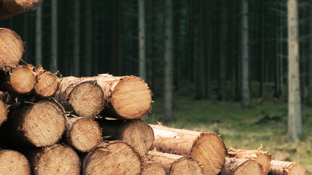 Exportações de madeira caem 20% em fevereiro, na comparação com janeiro