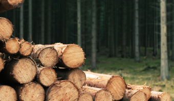 Exportações de madeira caem 20% em fevereiro, na comparação com janeiro
