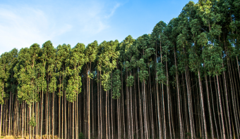Eucalipto: a madeira mais plantada no Brasil e uma das mais versáteis do mercado