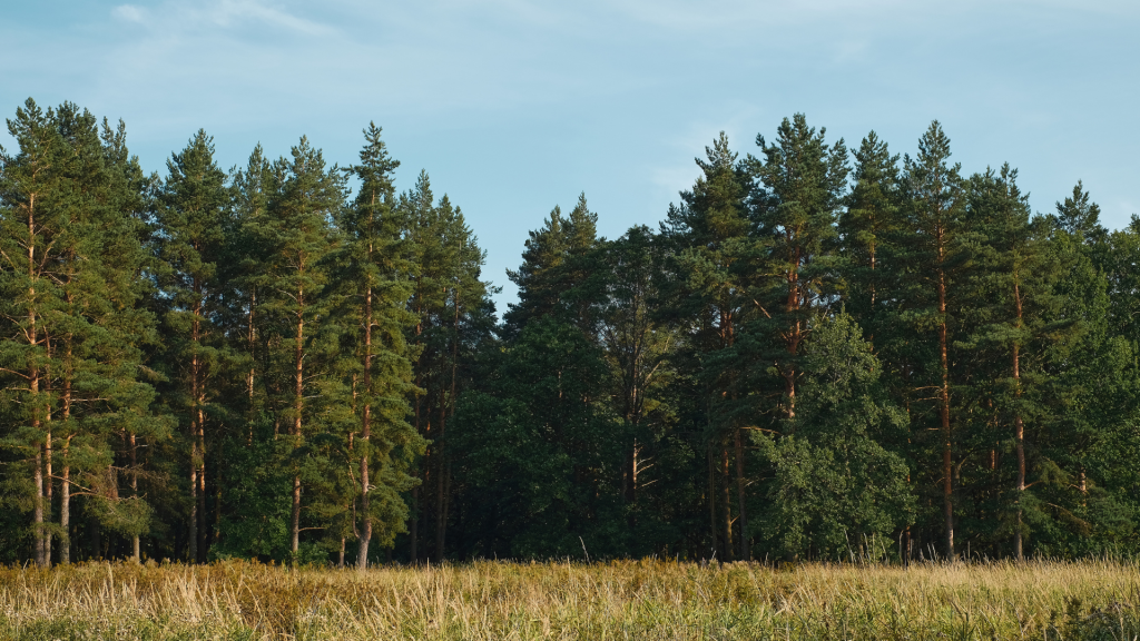 Pinus: uma das madeiras mais plantadas no Brasil e base da exportação madeireira