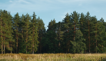 Pinus: uma das madeiras mais plantadas no Brasil e base da exportação madeireira