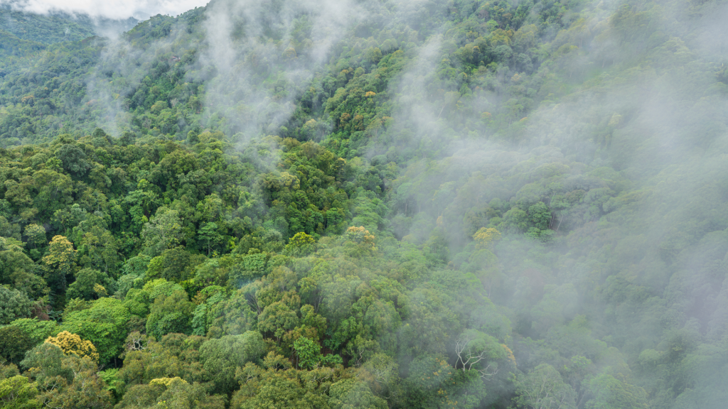 Créditos de carbono na cadeia da madeira: o que são e por que estão ganhando importância