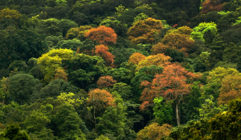 Conheça os países com maior área florestal do mundo e o papel estratégico do Brasil