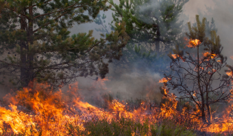 Incêndios florestais no Brasil: prevenção, riscos e desafios