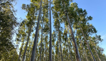 WoodFlow já viabilizou mais de 900 processos de exportação de madeira