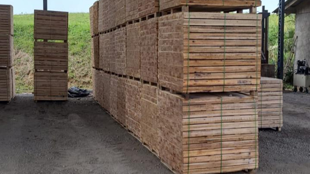 Madeira Serrada de Eucalipto para Pallets (AD)