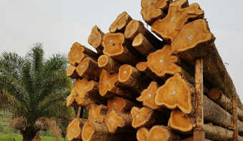 Teak Logs