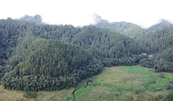 Floresta de Pinus 2.000.000M3 por U$ 48.000.000,00
