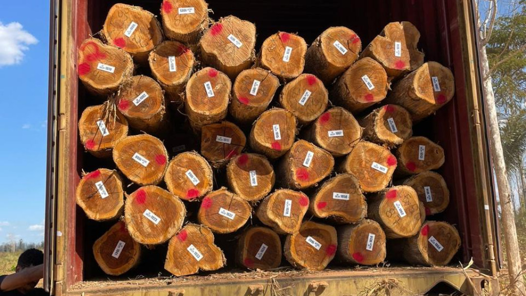 Teak Logs (22-24 Years Old)