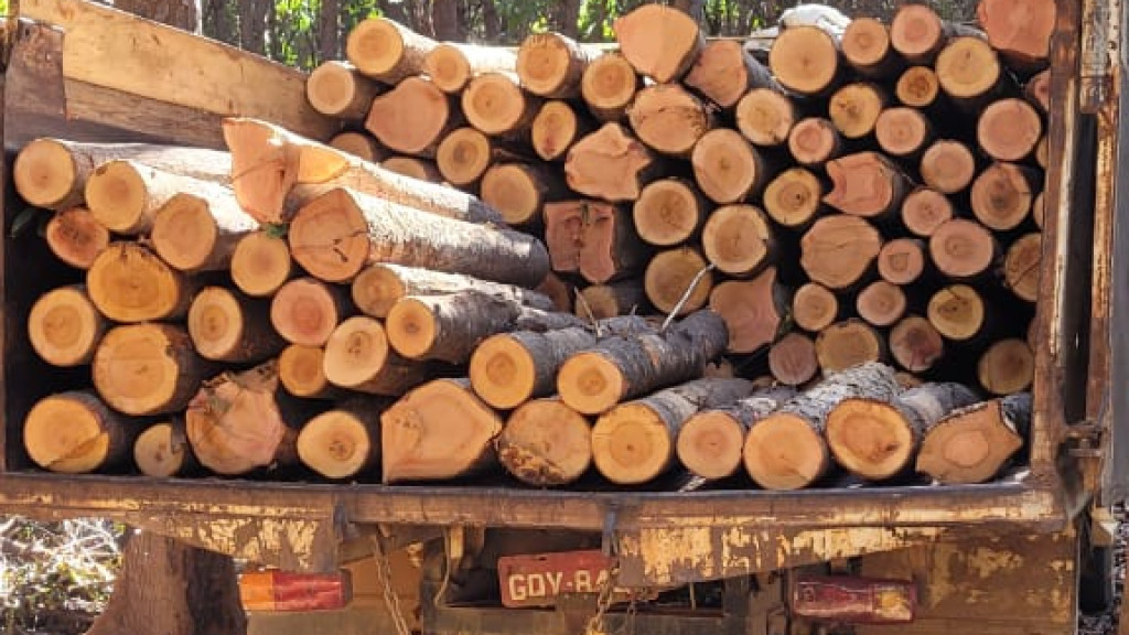 Mogno Brasileiro 16 anos